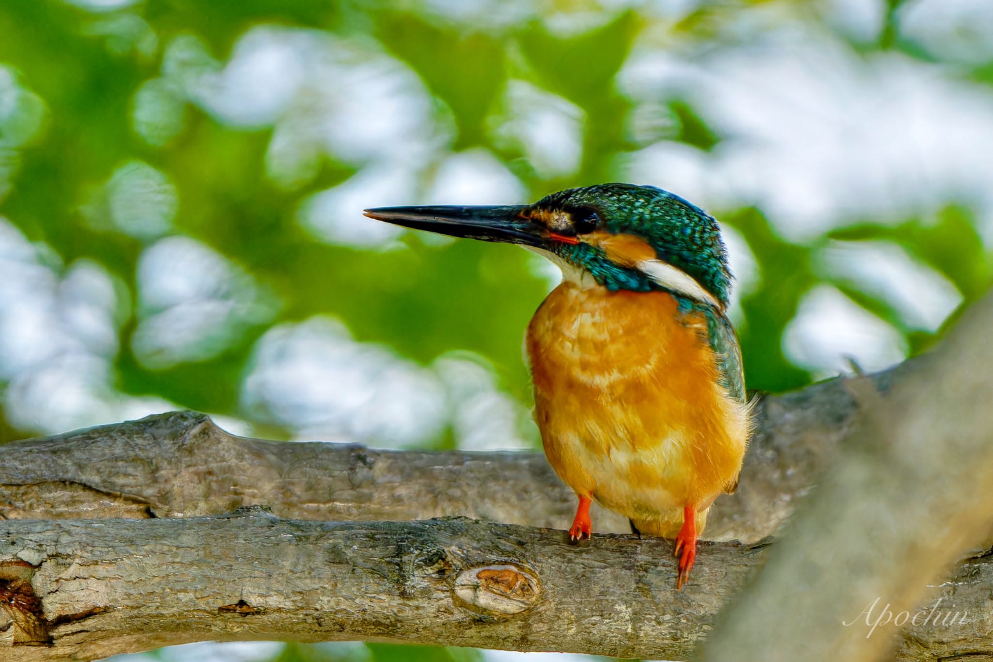 Common Kingfisher