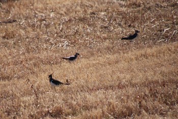 タゲリ 埼玉県　某調整池 2019年1月19日(土)