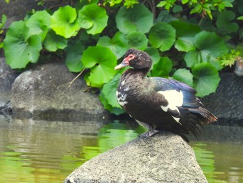 Sat, 6/22/2024 Birding report at 檜町公園(東京ミッドタウン)