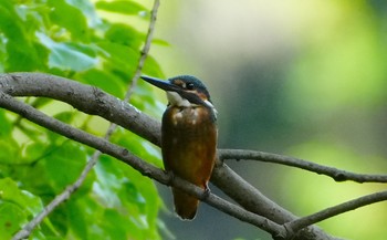 Sat, 6/22/2024 Birding report at Hattori Ryokuchi Park