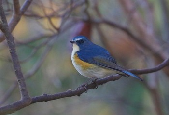 ルリビタキ 兵庫県西宮市 2019年1月19日(土)