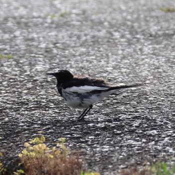 Sat, 6/22/2024 Birding report at Akigase Park