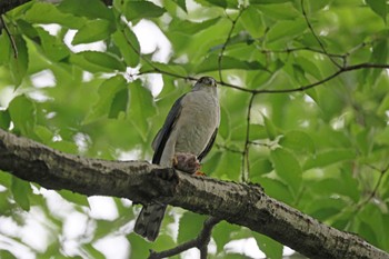 2024年6月20日(木) 薬師池公園の野鳥観察記録