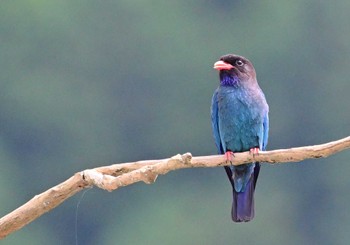 2024年6月22日(土) 天龍村の野鳥観察記録