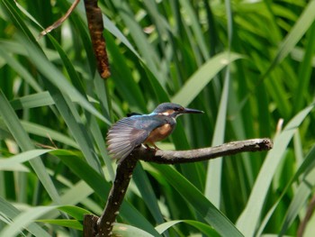 Common Kingfisher 横浜市立金沢自然公園 Sat, 6/22/2024