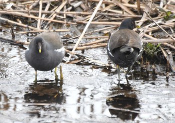 Common Moorhen 境川遊水地公園 Sun, 1/28/2024