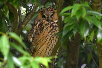 Sun, 6/9/2024 Birding report at Watarase Yusuichi (Wetland)