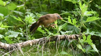 2024年6月22日(土) 長野県小諸市の野鳥観察記録