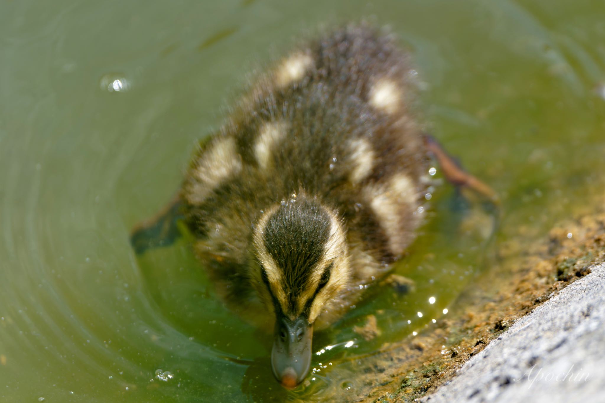 Eastern Spot-billed Duck