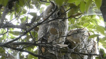 2024年6月22日(土) 渡良瀬遊水地の野鳥観察記録