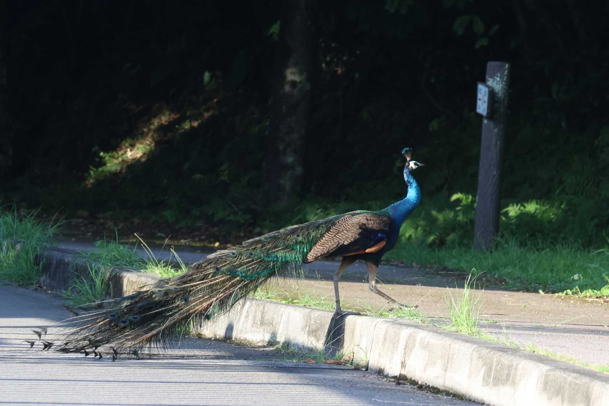 Indian Peafowl