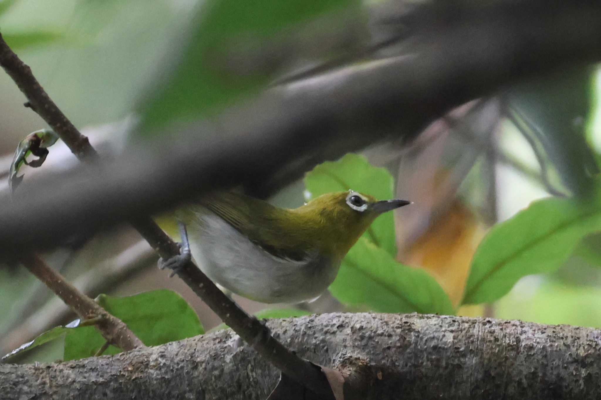 Japanese White-eye(loochooensis)