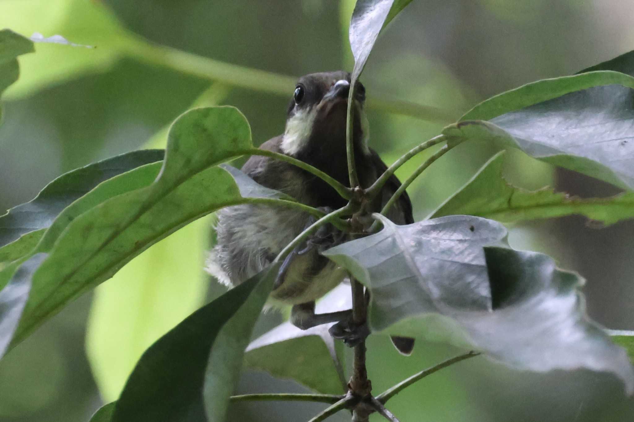 Japanese Tit(nigriloris)