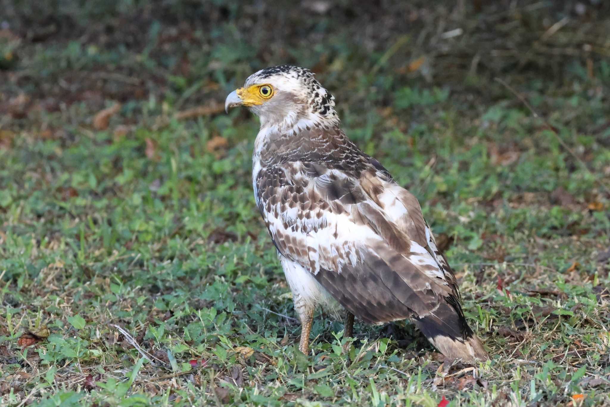 Crested Serpent Eagle