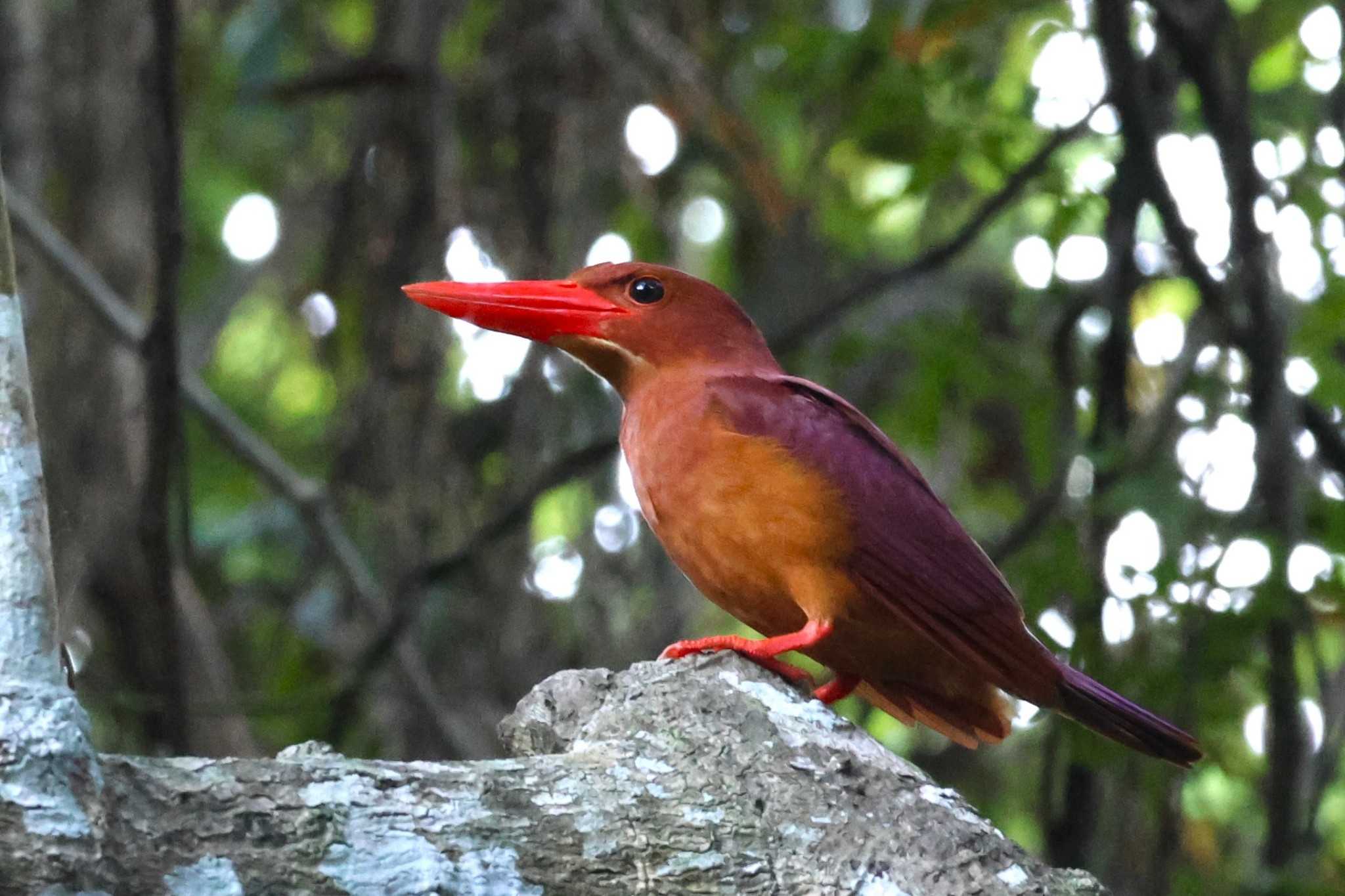 Ruddy Kingfisher(bangsi)