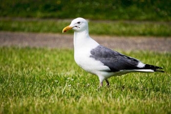 2024年6月22日(土) 北海道 函館市 見晴公園の野鳥観察記録