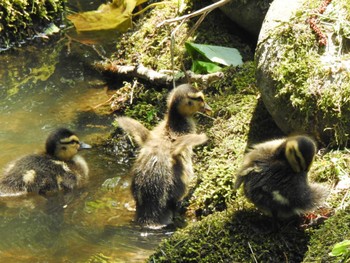 2024年6月15日(土) 西岡公園(西岡水源地)の野鳥観察記録