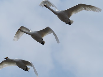 Tundra Swan 湖北野鳥センター Sat, 1/19/2019