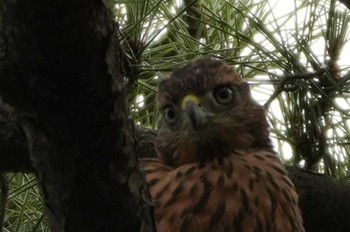 Eurasian Goshawk 多摩川 Sat, 6/22/2024