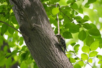 Japanese Pygmy Woodpecker 多摩川 Sat, 6/22/2024