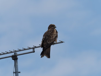 Black Kite 長浜市 Sat, 1/19/2019