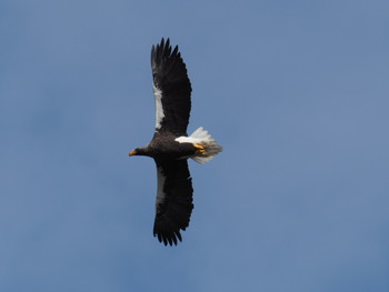 Steller's Sea Eagle 長浜市 Sat, 1/19/2019