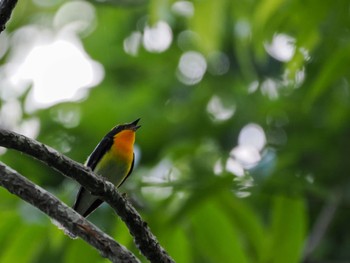 2024年6月20日(木) 西岡公園(西岡水源地)の野鳥観察記録