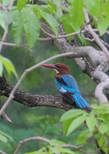 2024年6月10日(月) Wachirabenchathat Park(Suan Rot Fai)の野鳥観察記録