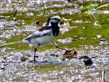 White Wagtail Maioka Park Sat, 6/22/2024