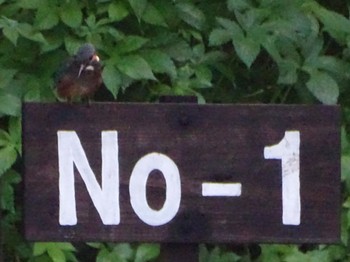 Common Kingfisher Maioka Park Sat, 6/22/2024