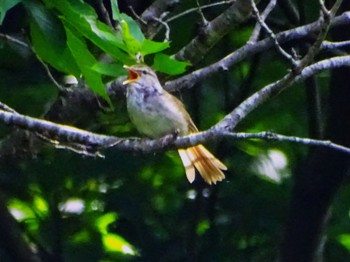 Japanese Bush Warbler Maioka Park Sat, 6/22/2024