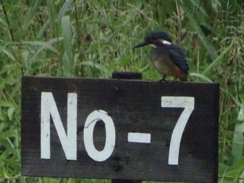 Common Kingfisher Maioka Park Sat, 6/22/2024