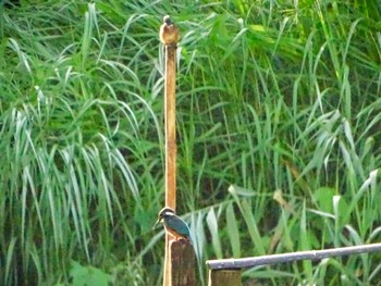 Common Kingfisher Maioka Park Sat, 6/22/2024