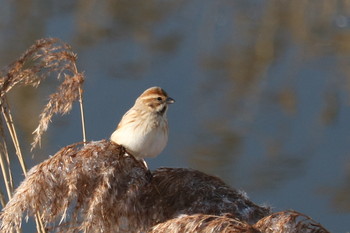 Ochre-rumped Bunting 福岡県 Sat, 1/19/2019