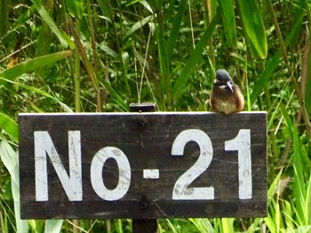 Common Kingfisher Maioka Park Sat, 6/22/2024