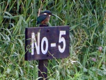 Common Kingfisher Maioka Park Sat, 6/22/2024