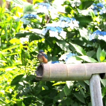 Common Kingfisher Maioka Park Sat, 6/22/2024