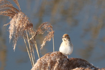 Ochre-rumped Bunting 福岡県 Sat, 1/19/2019