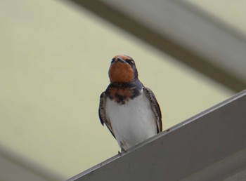 2024年6月21日(金) 宇治の野鳥観察記録