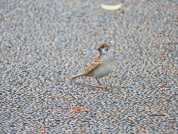 2024年6月22日(土) 葛西臨海公園の野鳥観察記録