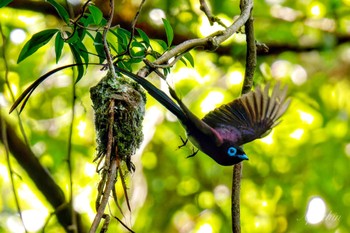 2024年6月22日(土) 横浜市の野鳥観察記録