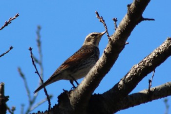 2019年1月19日(土) 羽村堰(上流)の野鳥観察記録