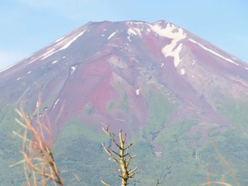 Sat, 6/22/2024 Birding report at JGSDF Kita-Fuji Exercise Area