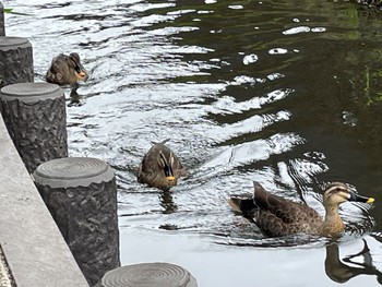 Wed, 6/12/2024 Birding report at 川崎市市街地