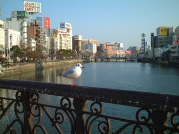 Sun, 12/29/2002 Birding report at 福岡市中洲