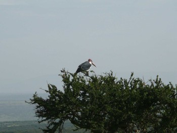 Marabou Stork マサイマラ国立保護区 Tue, 3/20/2007