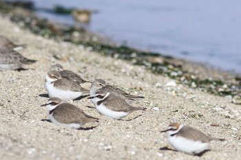 2019年1月19日(土) 五主海岸の野鳥観察記録