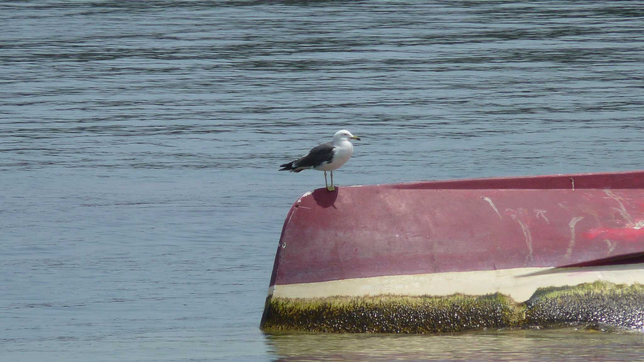 Black-tailed Gull