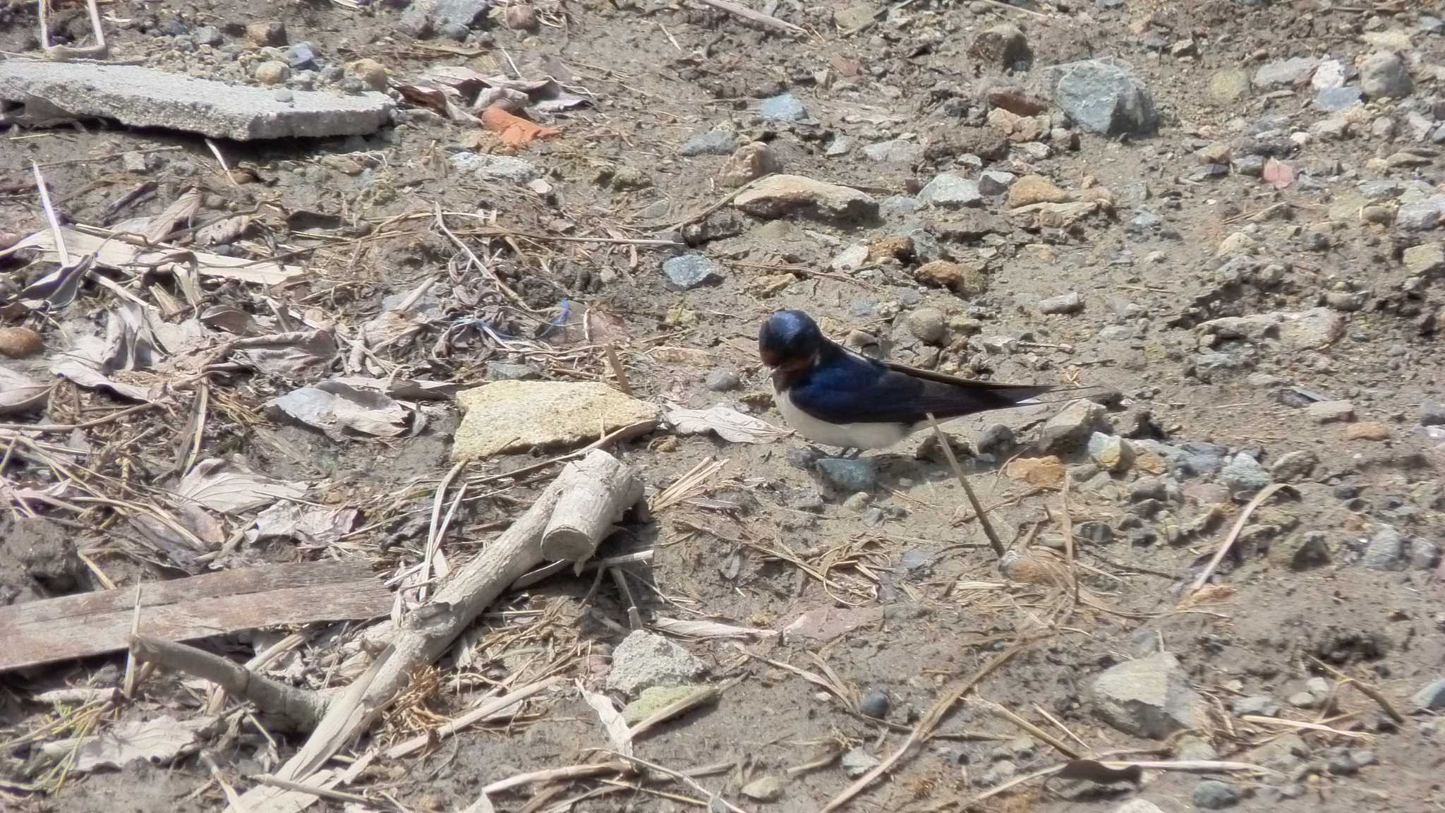 Barn Swallow