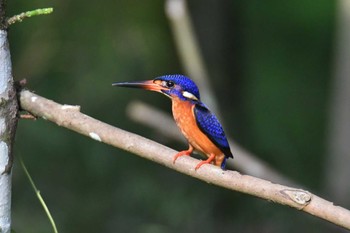 2024年6月4日(火) Hala Bala Wildelife Sanctuaryの野鳥観察記録